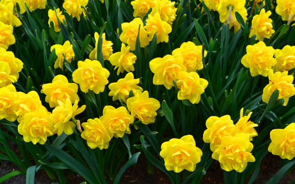 Нарциссы желтые махровые