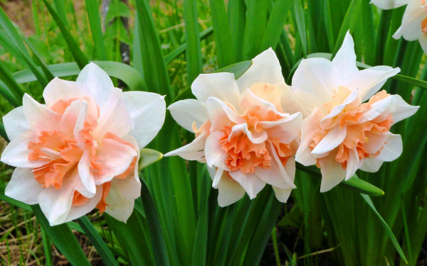 Нарциссы махровые