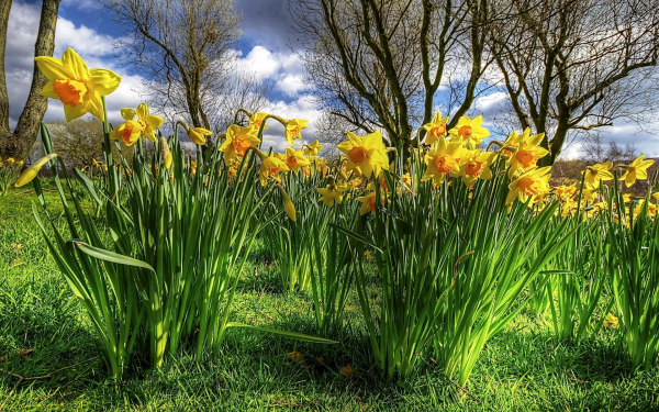 Нарциссы на лужайке