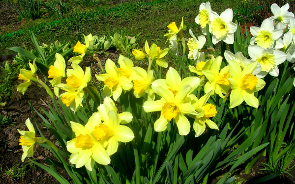 Нарциссы на садовой грядке