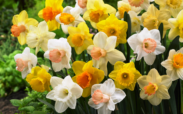 Нарциссы разноцветные