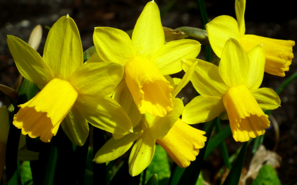 Нарциссы трубчатые желтые