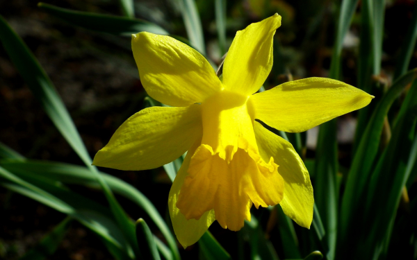 Трубчатый нарцисс желтый