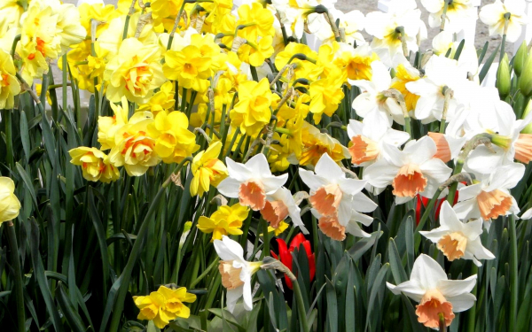 Цветы нарциссы