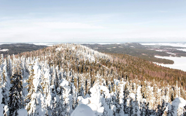 Зима в национальном парке Коли Финляндия