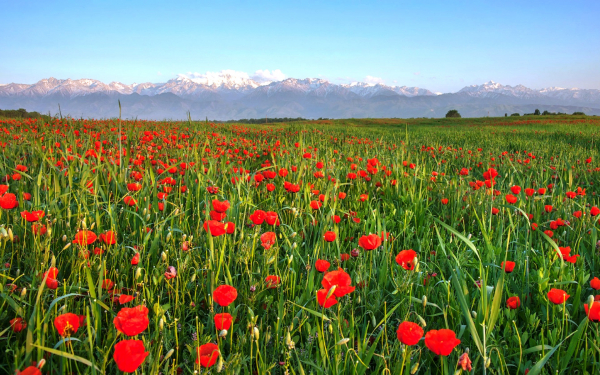 Маки в степи Казахстана