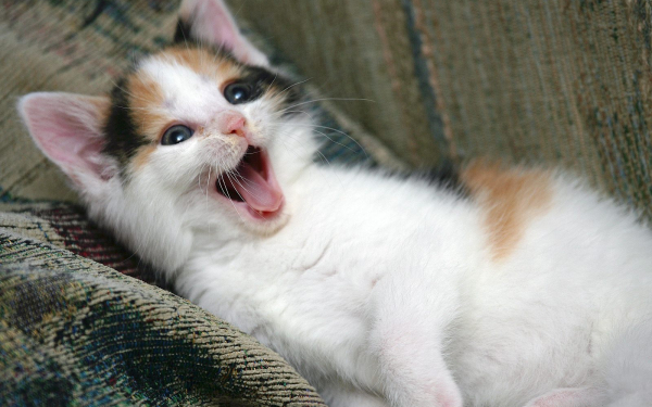 Балийский котенок