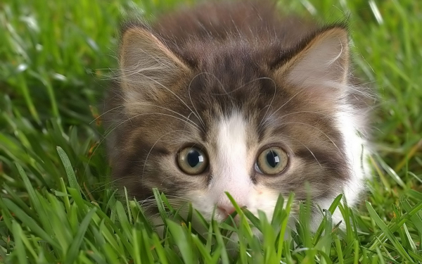 Котенок на траве
