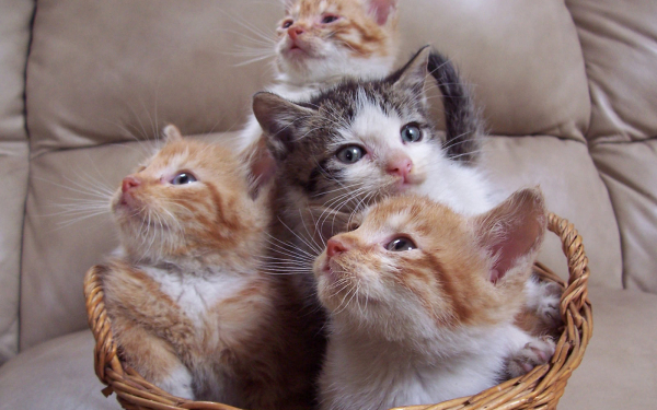 Котята в корзине