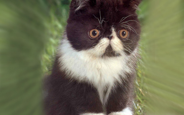 Котенок черно белый