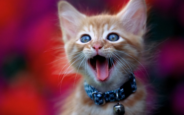 Котенок на выставке