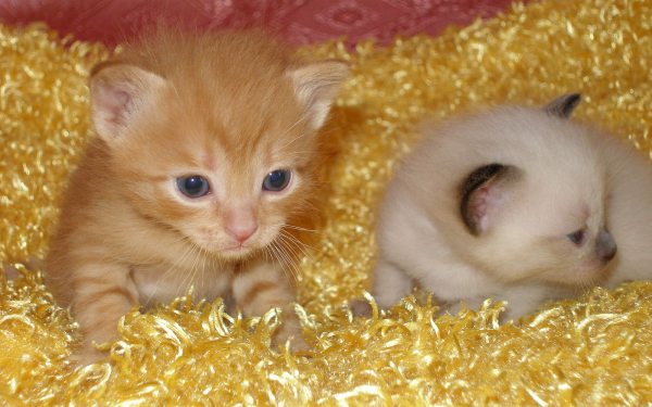 Маленькие котята