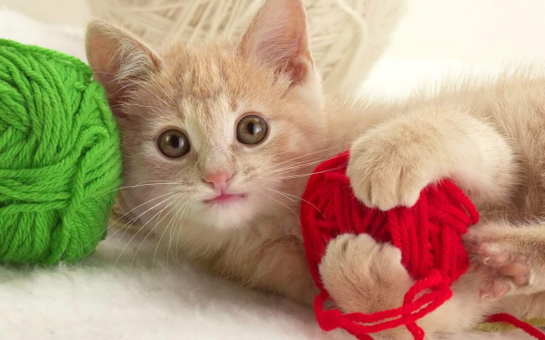 Котенок играет