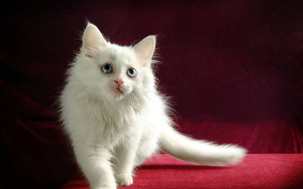 Котенок турецкой ангоры