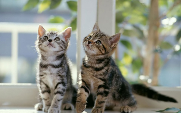 Котята у окна