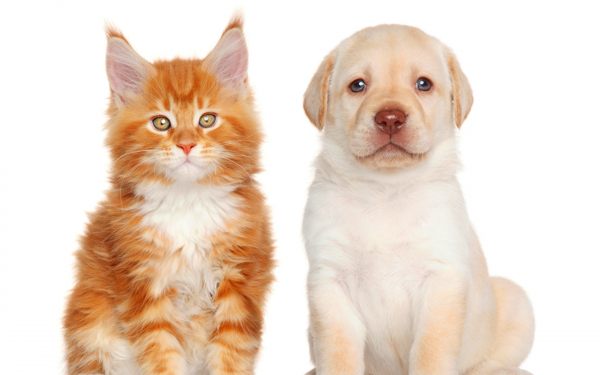 Котенок и щенок