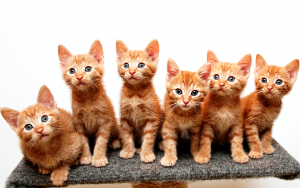 Шесть рыжиков