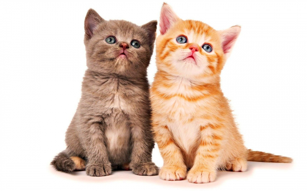 Два котенка