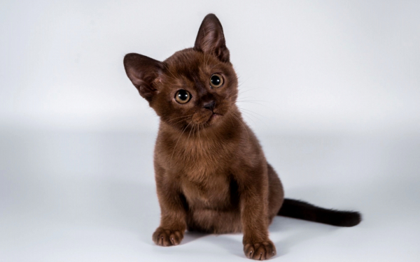 Котенок бурманский