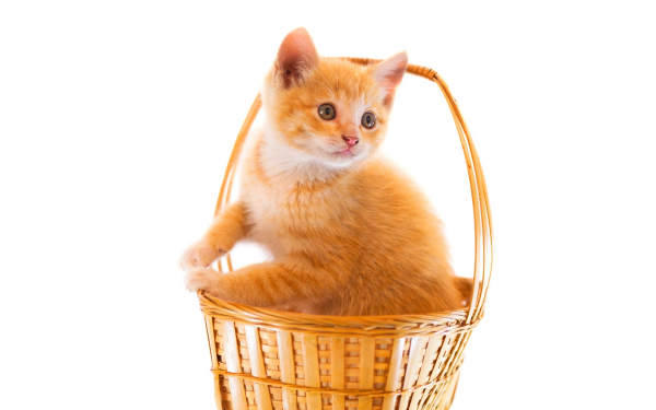 Котенок в корзинке
