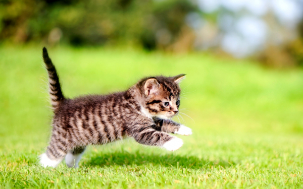 Котенок на зеленой поляне