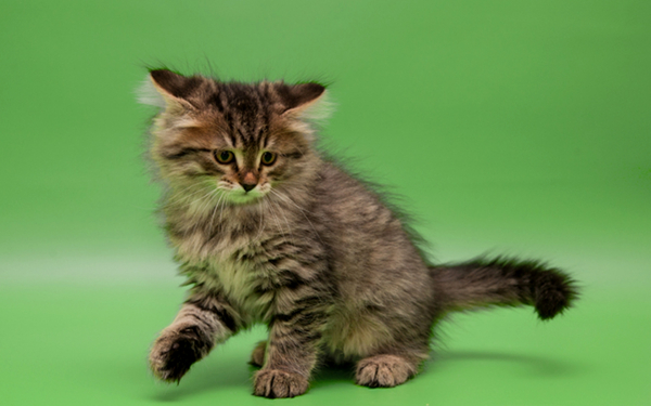 Котенок сибирский