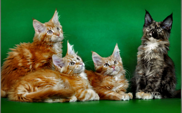 Котята Мейн-Кун