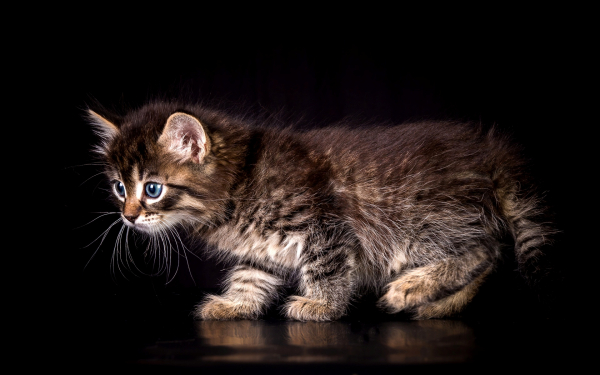 Пушистый котенок