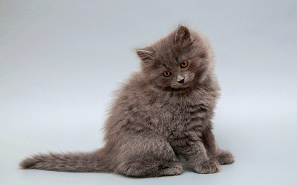 Сибирский котенок