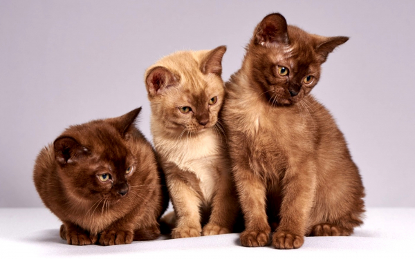 Три бурманских котенка