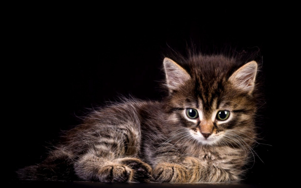 Серенький котенок