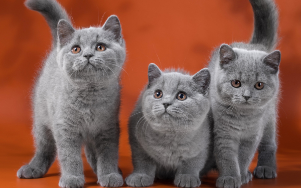 Британские котята