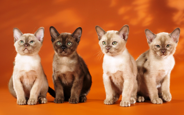 Бурманские котята