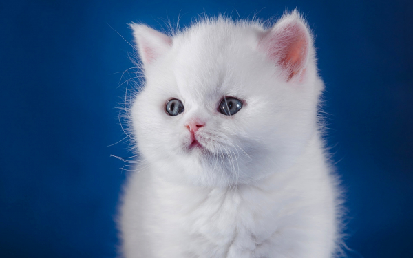 Пушистый котенок