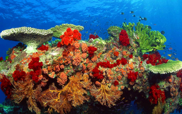 Растительность кораллового рифа