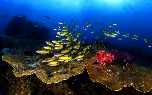 Рыбы над коралловым рифом