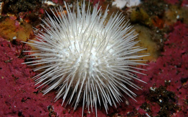 Белый морской еж