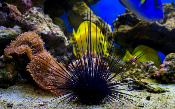 Длинноиглый морской еж