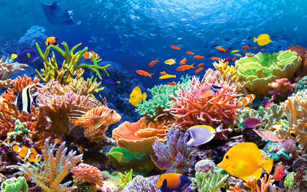 Животный и растительный мир кораллового рифа