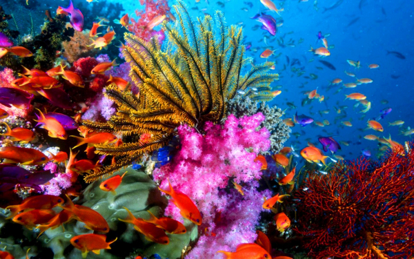 Картинка подвдног мира