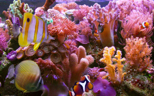 Коралловый риф Хиккадува