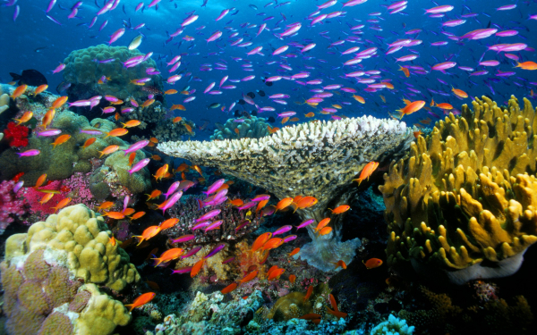 Коралловый сад