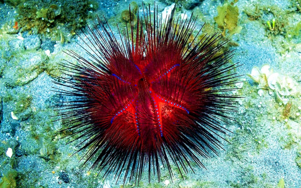 Красный морской еж