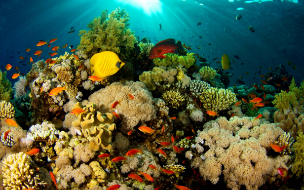 Лучи солнца в поводном мире