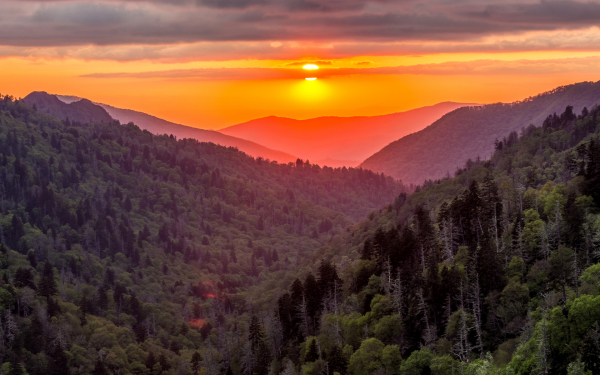 Лес горы закат