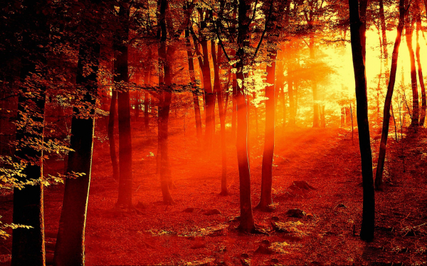 Лес на закате дня