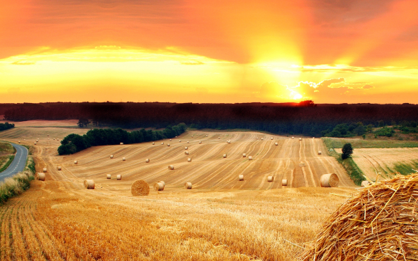 Поле лес закат