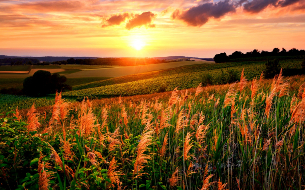 Поле лето закат