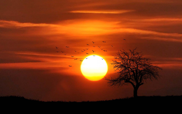 Полет птиц на закате