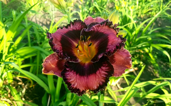 Лилейник Rock Candy